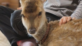 [TV 동물농장] 박은혜 스페셜 MC, 사슴이네 동물농장 & 저수지의 개 소개에 눈시울