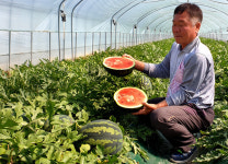 경북 고령 우곡수박 첫 출하…kg당 3000원에 경매 예정