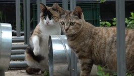 [고양이를 부탁해] 딸기농장에 쥐잡기 계약서 쓴 고양이 삼총사 있다?