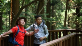 [영상앨범 산] 숲이 바다를 이루는 산, 치유의 숲 장성 축령산