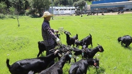 [EBS 한국기행] 흑염소와 사랑에 빠진 남원 부부…바다·갯벌 60년 서천 삼총사