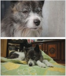 [TV 동물농장] 할아버지와 이별한 차돌이 가슴아픈 사연…대천 수산시장 복(福) 제비들