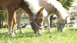 [인간극장] 작은말 키우며 세상과 소통·치유…포천 관광농원 말 체험 농장 송대근