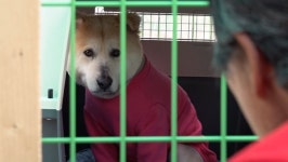 [세상에 나쁜 개는 없다] 개농장 구조견 4마리, 살아남은 개들 그 후…