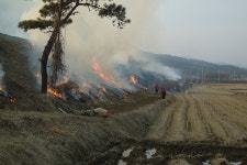 논두렁태우기, 해충 방제 효과 없어요. 제발 그만~... 산불·미세먼지만 유발