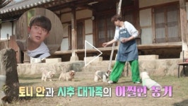 [SBS TV 동물농장] 1박 2일 토니 안의 시츄 대가족 펫시터 도전기