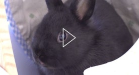 [SBS TV동물농장] 계묘년! 반려 토끼와 집사들의 교감능력 대공개!