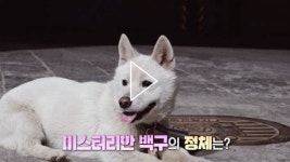 [SBS TV동물농장] 토토가 제일 좋아~ 스토킹犬 백구!