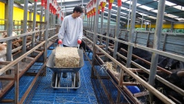 [극한직업] 정성으로 키웠다 가을 보양식 상황버섯, 백봉 오골계, 흑염소