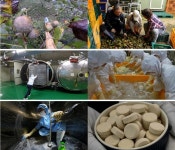 [극한직업] 천연 조미료 만드는 사람들 만능 육수 꽃게 액젓 호두 기름