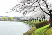 안산시, 꽃들로 수놓은 제1회 안산 벚꽃 놀이터 성료...화랑유원지 상춘객 대거 몰려