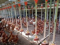 연일 폭염 가축 폐사 11배 늘었다…대부분 닭·돼지