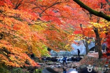 고창 가볼 만한 곳, 드넓은 갯벌의 활기와 온실 속 휴식