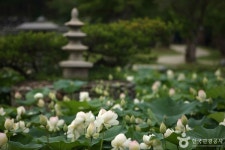 경기 양평 가볼 만한 곳, 자연과 역사의 숨결이 머무는 길