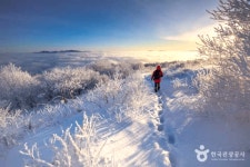 태백 가볼 만한 곳, 눈 덮인 산양 목장에서 즐기는 이색 체험