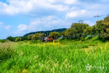 성남 가볼 만한 곳, 탄천 습지에서 만나는 겨울 자연의 숨결