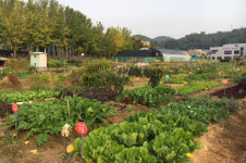 광명시, 옥길-밤일주말농장 참여자 모집