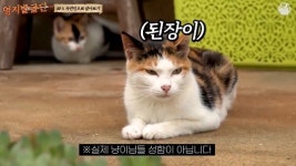 오퀴즈 영지발굴단X밥굽남 7시 정답 공개