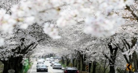 대전 동구, 벚꽃 이번 주말 최고절정