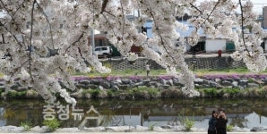 대전 동구, 벚꽃 이번 주말 최고절정