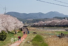 14일, 서산 해미천 벚꽃축제로 놀러오세요!