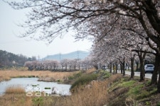 천안 북면으로 벚꽃놀이 오세요!