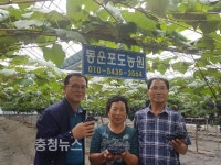 보령 남포 사현포도, 첫 수확 한창