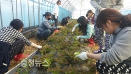 홍성군, 사회적농업 육성 박차
