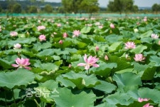 [사진] 당진 합덕제, 연꽃 활짝