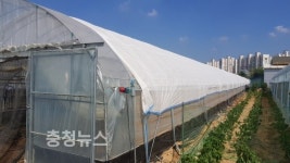 아산시, 시설채소 온도저감기술 도입