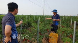 예산군, 노지고추 관수시설 폭염·가뭄대비 효과 톡톡
