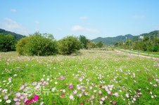 공주 석장리박물관 주변 코스모스 활짝