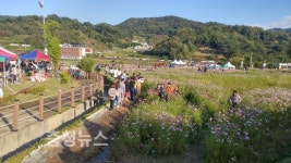 5만여 명 몰린 대덕구 장동계족산 코스모스축제 성료