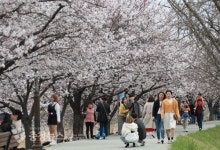 세종시 조치원 봄꽃축제…조천변 벚꽃길 상춘객 몰려