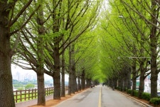 아산시, 대표관광 명소 은행나무길 활력 도모
