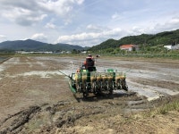 천안시, 사료용 벼 영우 파종 조사료 자급 모색