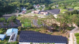 금산군, 충남도 선정 100대 소나무숲 정비