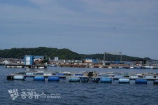 서산시, 창리포구 가두리양식장 고수온 대응 나서
