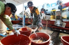 태안군, 싱싱한 활어 오징어 맛보러 오세요