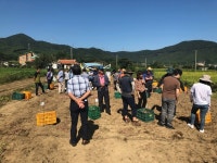 보령시, 고구마 신품종 무병묘 확대 보급 체계 마련