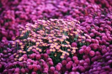 【포토】보령시 농업기술센터, 국화향에 흠뻑 빠지다