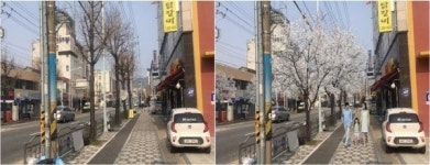 대전 동구, 우암로 가로수 왕벚나무로 교체