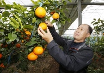 태안산 황금향, 높은 당도ㆍ특유의 맛과 향 외국인도 반해