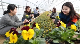 대전동구, 삼괴동 양묘장 봄꽃 분양 준비 한창