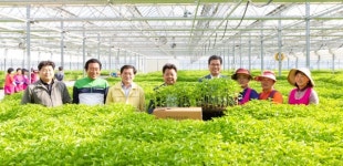 김돈곤 청양군수, 농가공급용 고추모종 점검