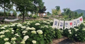 공주시 유구색동수국정원, 수국 19종 만개 시선 집중