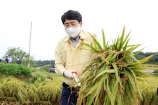 서산시, 긴 장마와 태풍 이겨낸 벼 수확 시연회 개최