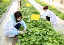 태안군, 고구마 조직배양묘 무료 분양