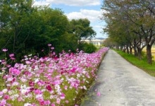 세종시 소정면 주민자치회, 곡교천 쓰레기 수거활동