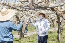 오세현 아산시장, 농촌일손돕기 현장 속으로